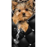 Puppy / dog