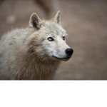 ArcticWolfz