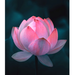 Lotus Aesthetics