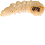 maggot gaming official