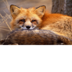 Odio i furry