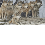 Alfa_pack