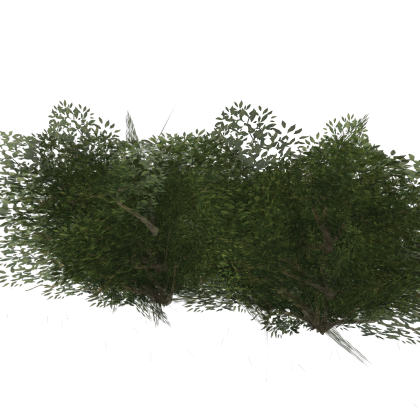 Bushes