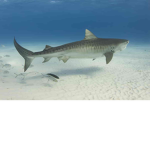 The Tiger Shark