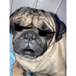 smelly pug fan club