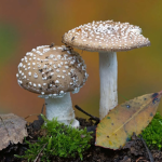 hydro genetic fungus