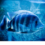 fishy fellas