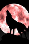 Werewolf Belivers