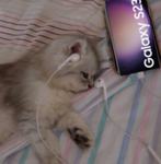 Gato Samsung xd