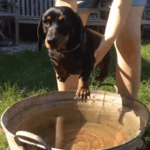 DOGGO!