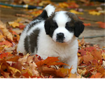 Woof  Woof  Dogs Rule