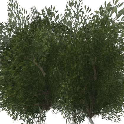 Bush