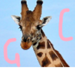 Giraffe Guys