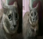 Kittens are cool cool