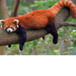 RED PANDA!!!!!!