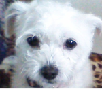 Puppies & Dog Love!!!!!! :3