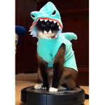 Shark Cat Sqaud