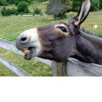 The purple donkey union