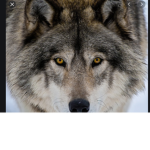 Wolf dude,s