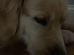 Goldens for life