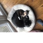 Cats are love