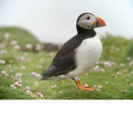Puffins Association