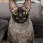 Pandujay