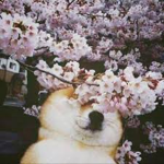 M4NΙC