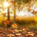 Fall {SHOWCASE} icon