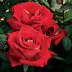 the fallen roses