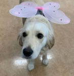 piper fan club :)