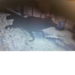 Wolf Quest: Fan Group
