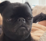 doggy pop