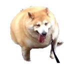 suck suck thick