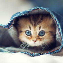 Scavenger Cat Hunt! (BETA)