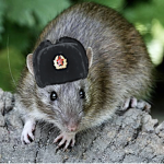 Soviet rat gang