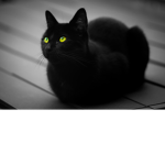 The CUTE KittyCats