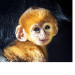 FunMonkeyGroup!