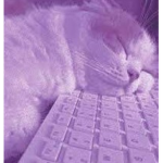 Little Cat Emojis