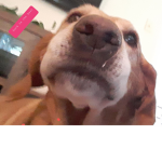 Buck Dog