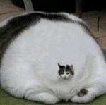 gg fat cat