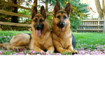 Duke And Champ FAN CLUB