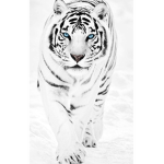 Tiger’s fan group