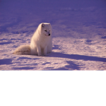 Renard polaire