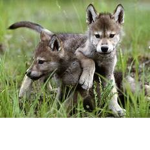 The Wolfie Paws Group