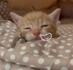 meowinnn