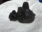 Those tiny ducks