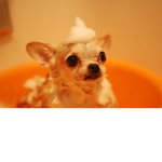 Pets HQ