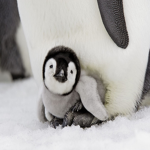 Cute Penguin