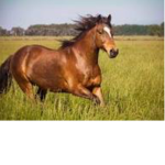 Horse riding 2 training group